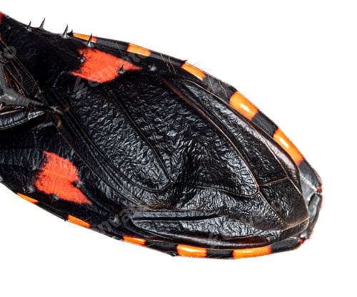 Preview: Insect wing detailed macro black and orange pattern