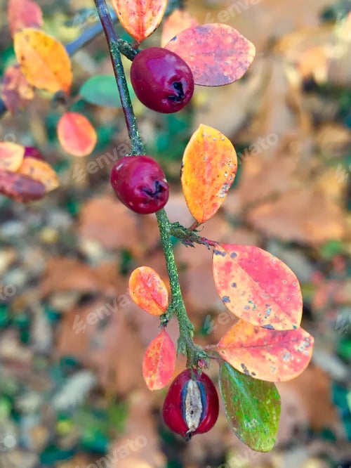 Preview: Autumn leaves