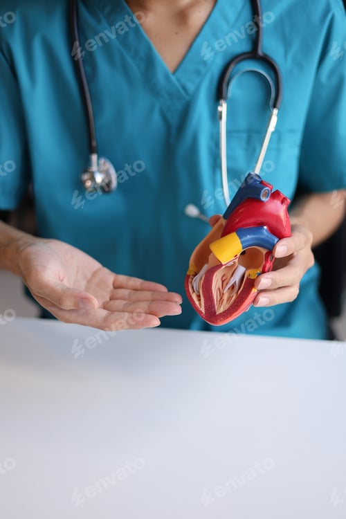 Preview: Doctor using heart model to explain blood flows direction.