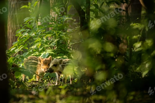 Preview: Small boar piglets in the forest