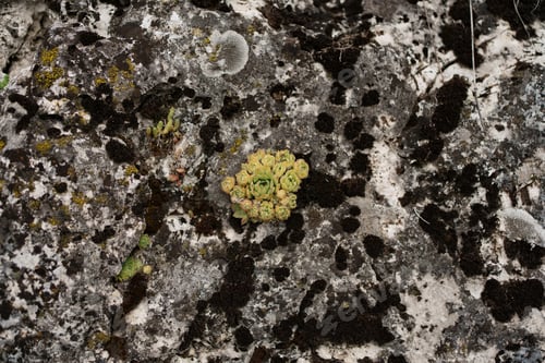 Preview: Succulent plants on gray rock background
