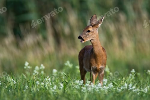 Preview: Female roe deer grazing and looking away on hay field in summer nature
