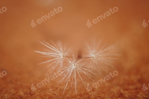 Preview: macro shots of dandelion seeds with water drops on a glitter background