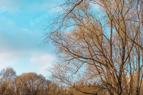 Preview: Landscape of late autumn. The last leaves on the branches of plants over a beautiful blue sky.