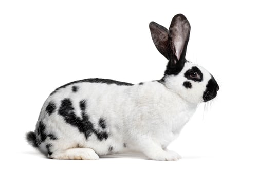 Preview: Side view of a Checkered Giant rabbit, isolated on white