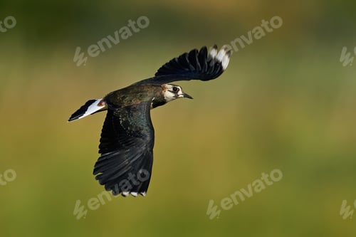 Preview: Northern lapwing (Vanellus vanellus)