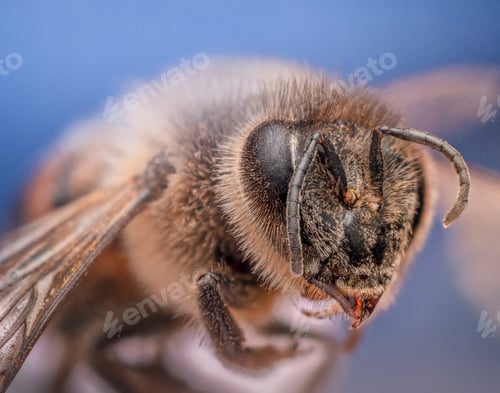 Preview: Detailed macro shot of the head and face of the bee