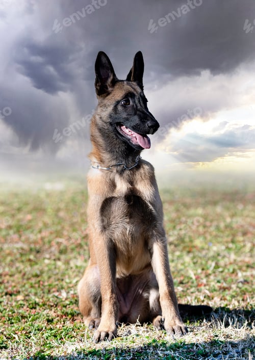 Preview: training of belgian shepherd