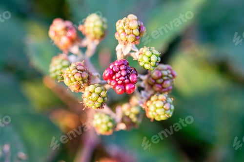 Vista previa: Green or unripe blackberry berries in wild garden
