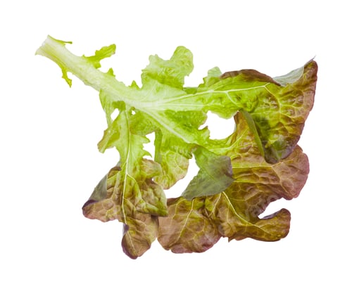 Preview: Fresh Green and Brown Lettuce Leaf Isolated