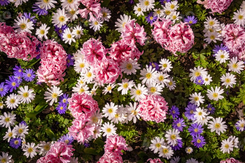 Preview: Shot Of Colorful Flowers. Floral Background