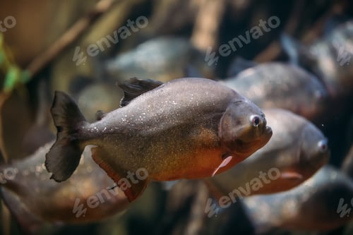 Preview: Red-bellied Piranha Or Red Piranha Fish Pygocentrus Nattereri Sw
