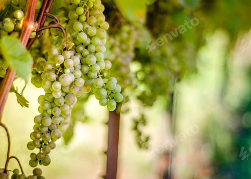 Preview: Green Grapes hanging in the vineyard.