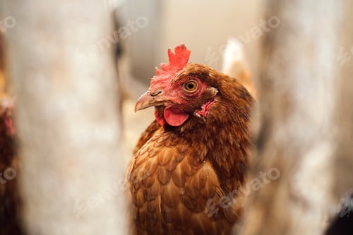 Preview: A beautiful red hen on a farm looks at the camera through a fence