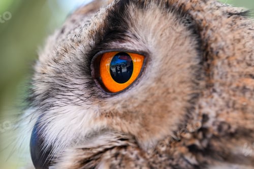 Preview: Closeup shot of the orange eye of an owl