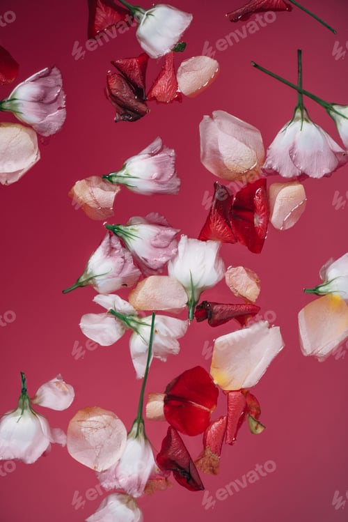 Preview: top view of rose petals scattered on pink colorful water