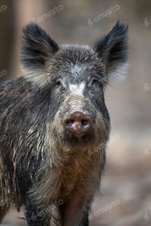 Preview: Portrait wild boar in forest