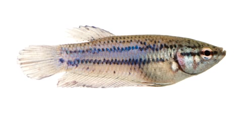 Preview: Female Siamese fighting fish