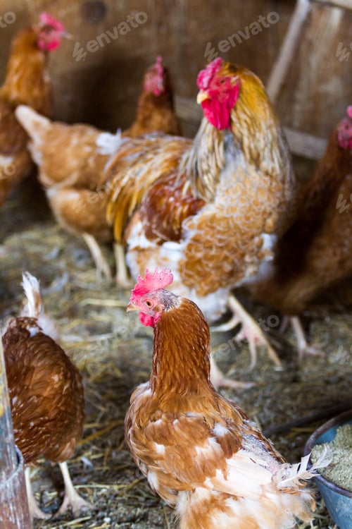Preview: Free range chickens