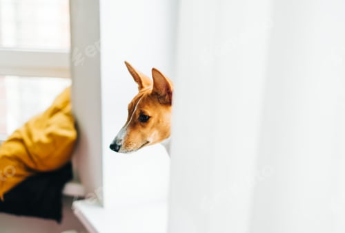 Preview: Portrait of basenji puppy dog at home on windowsill.
