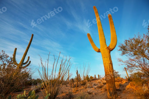 Preview: Cactus
