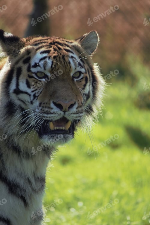 Preview: Portrait of a tiger against a bright green backdrop