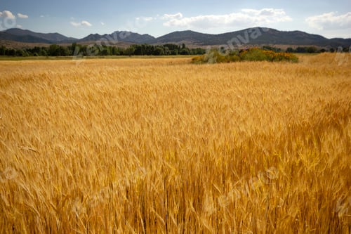 Preview: Wheat Field