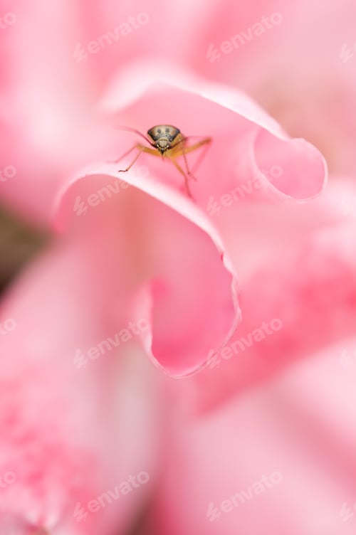 Preview: Green Insect inside a Rose Flower