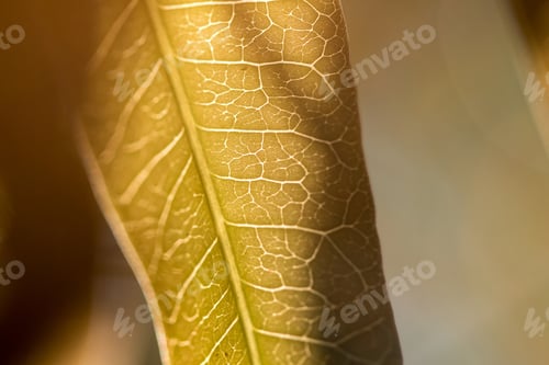 Preview: Rear-patterned foliage is beautiful