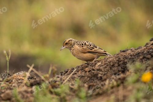 Preview: Tree pipit