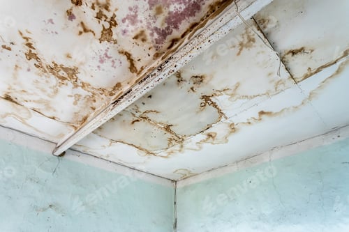 Preview: Strong mildew
