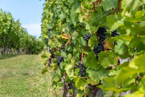 Preview: Grapes growing in vineyard in countryside