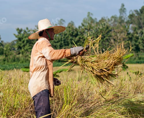 Preview: farmer in field, it's harvest time
