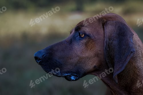Preview: Close-up of a Hound dog with serious lookin at an off-leash dog area at Marymoor park