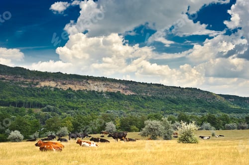 Preview: cow at meadow