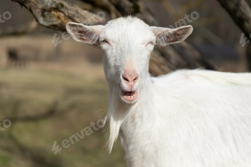 Preview: A Goat Grazing Near a Tree