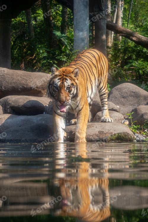 Preview: Tiger Reflection