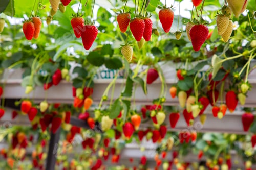 Preview: Fresh organic strawberry cultivation in greenhouse
