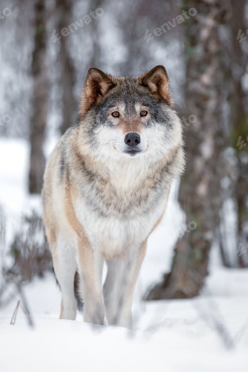 Preview: Portrait of Eurasian Canis Lupus Wolf standing on snow