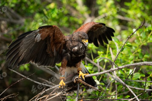 Preview: Harris hawk is resting in the trees