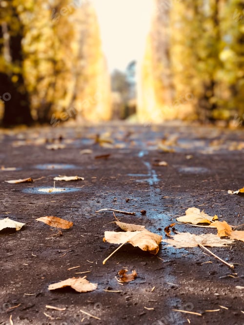 Visualização: Outono