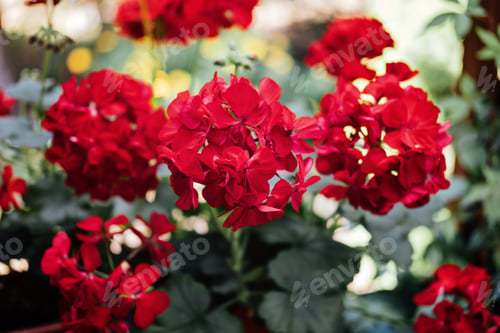 Preview: How To Grow Geraniums, pelargoniums. Gardening. Red pelargoniums bloom in the garden.