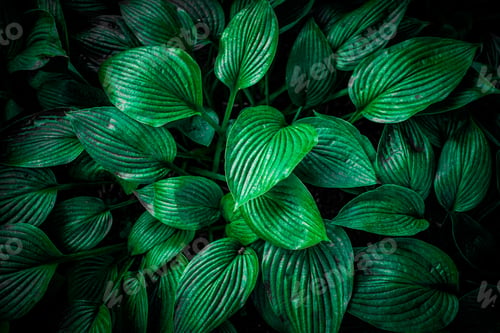 Preview: Nature View Of Green Leaf Background, Dark Wallpaper Concept.