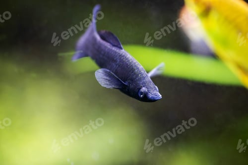 Preview: Lyretail Molly black fish
