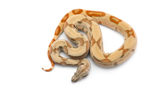 Preview: Red Tail Boa isolated on white background