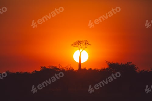 Preview: Baobab alley, Madagascar