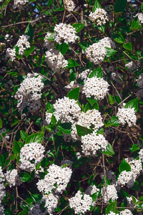 Preview: Mohawk Viburnum (Viburnum X Burkwoodii Mohawk). One Of Hybrids Between Viburnum Carlesii And