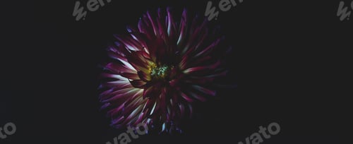 Preview: Colorful dahlia flower