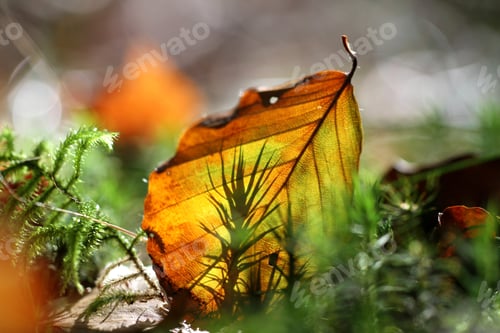 Preview: Beech leaf and moss glowing in autumn forest in beautiful backlit low perspective angle