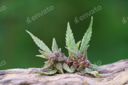 Preview: flowering cannabis plant on wood